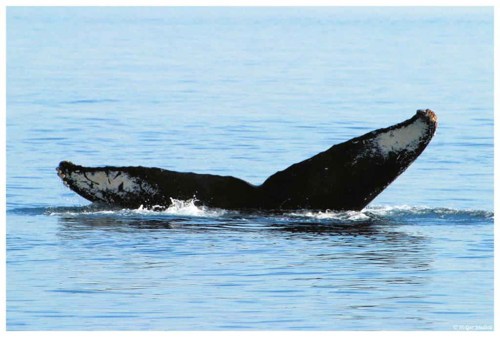 Whale