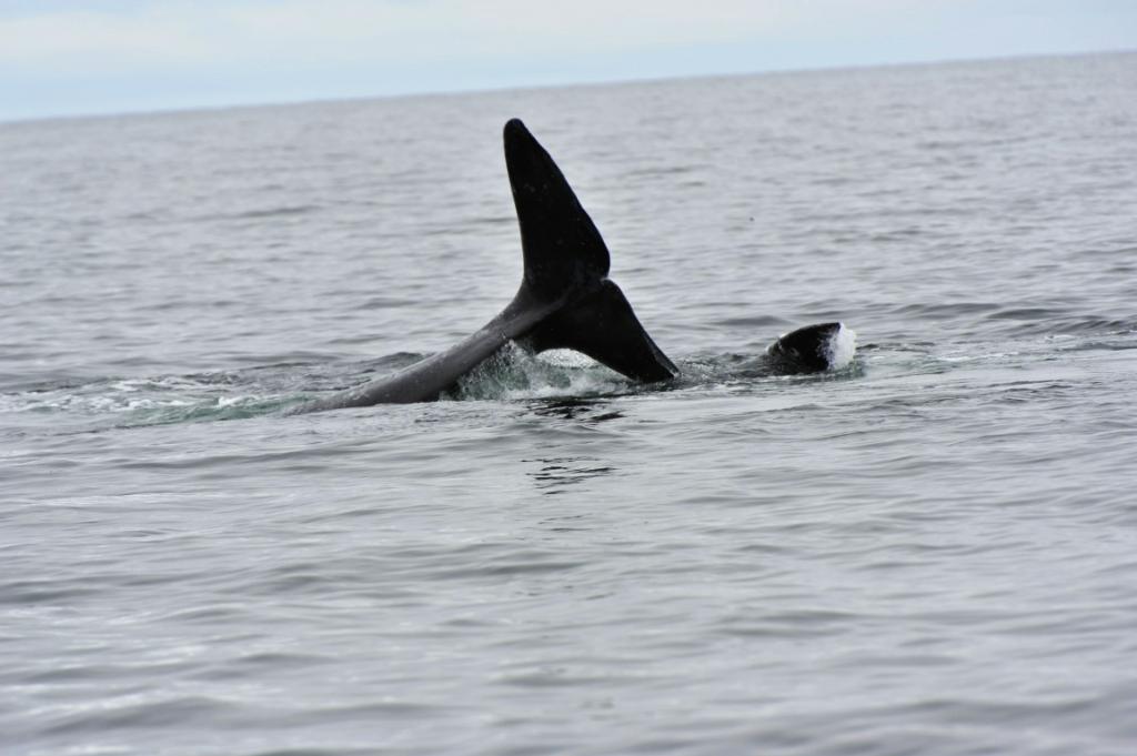Whales in Ucluelet