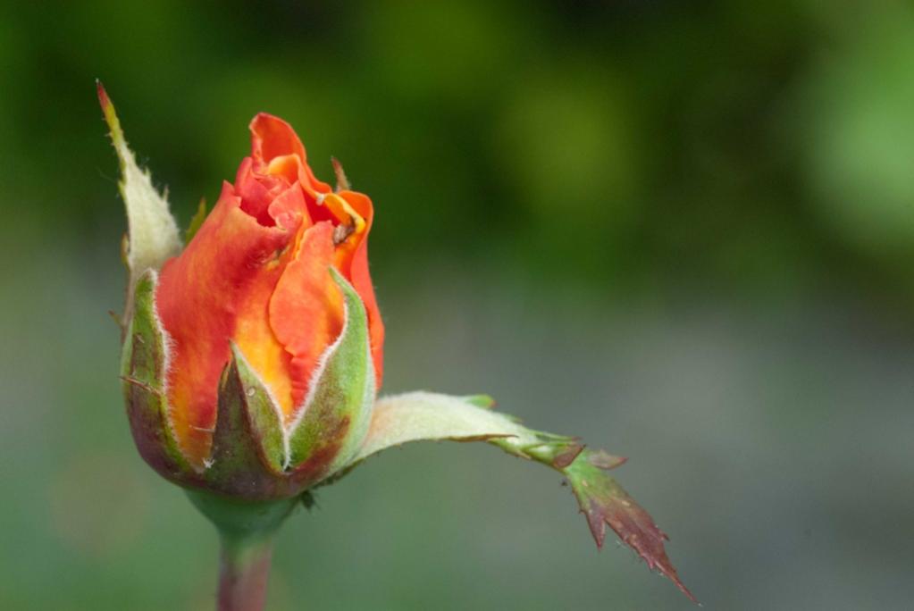 Whisky Rose