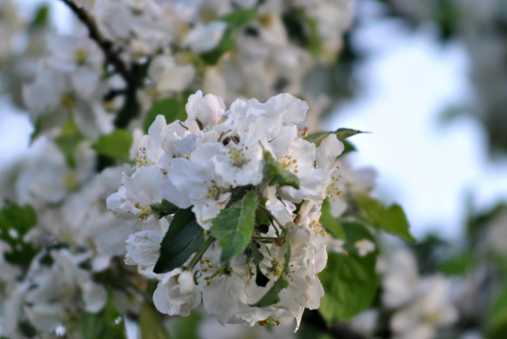 white blue