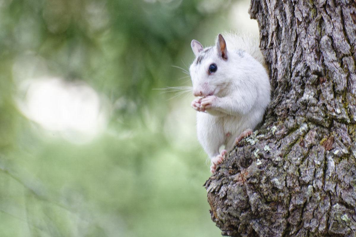 white squirrel