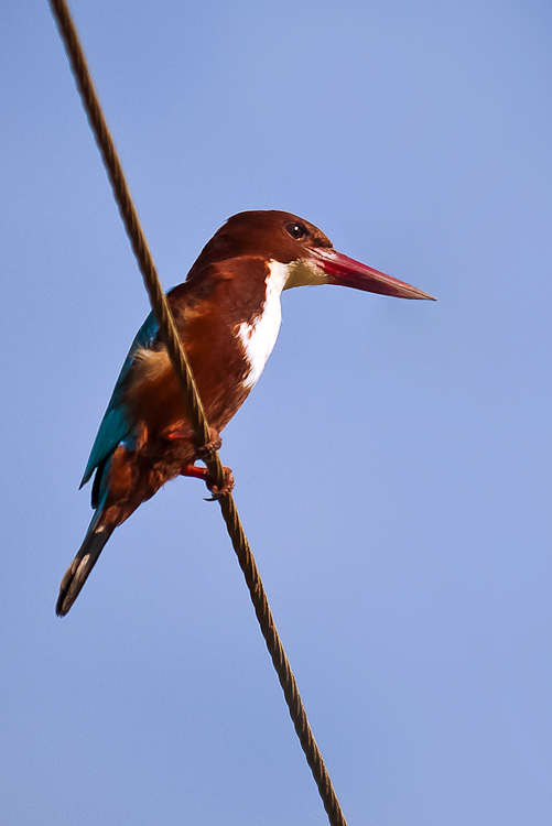White-throated Kingfisher (Halcyon smyrnensis)