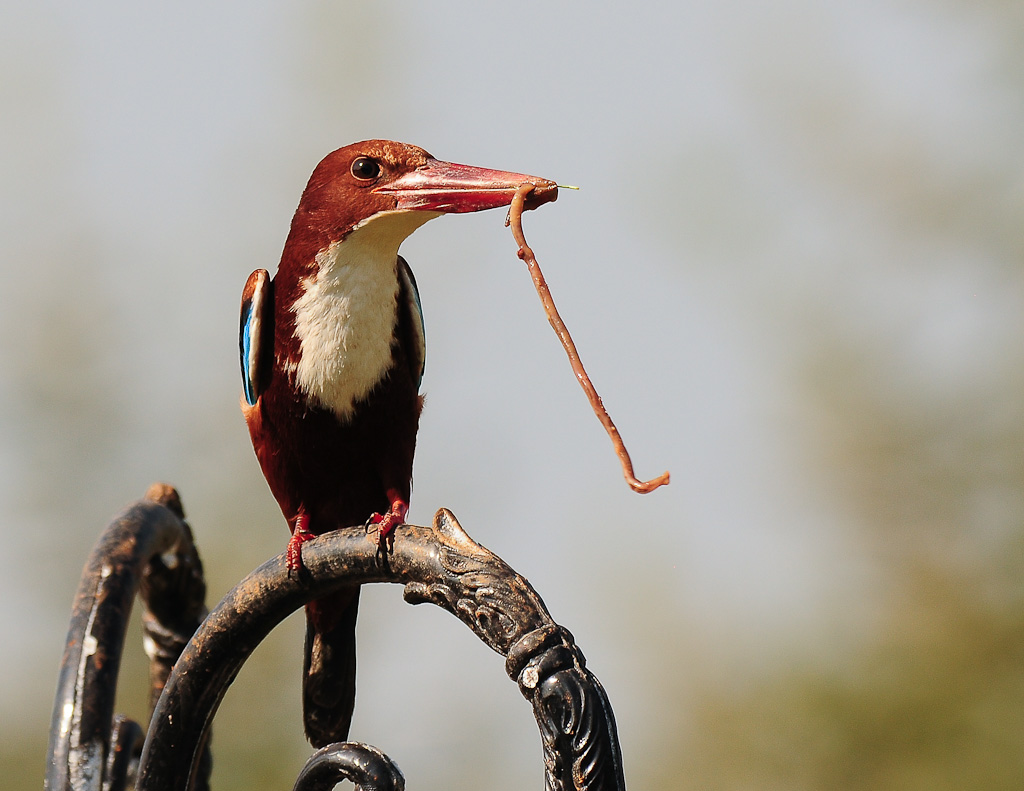 White-Throated Kingfisher