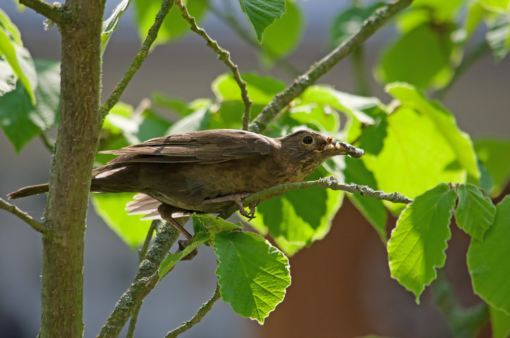 Wibliche Amsel mit Futter