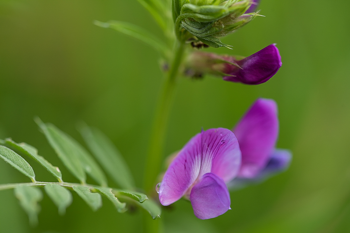 Wickenblüten (1 von 1).JPG