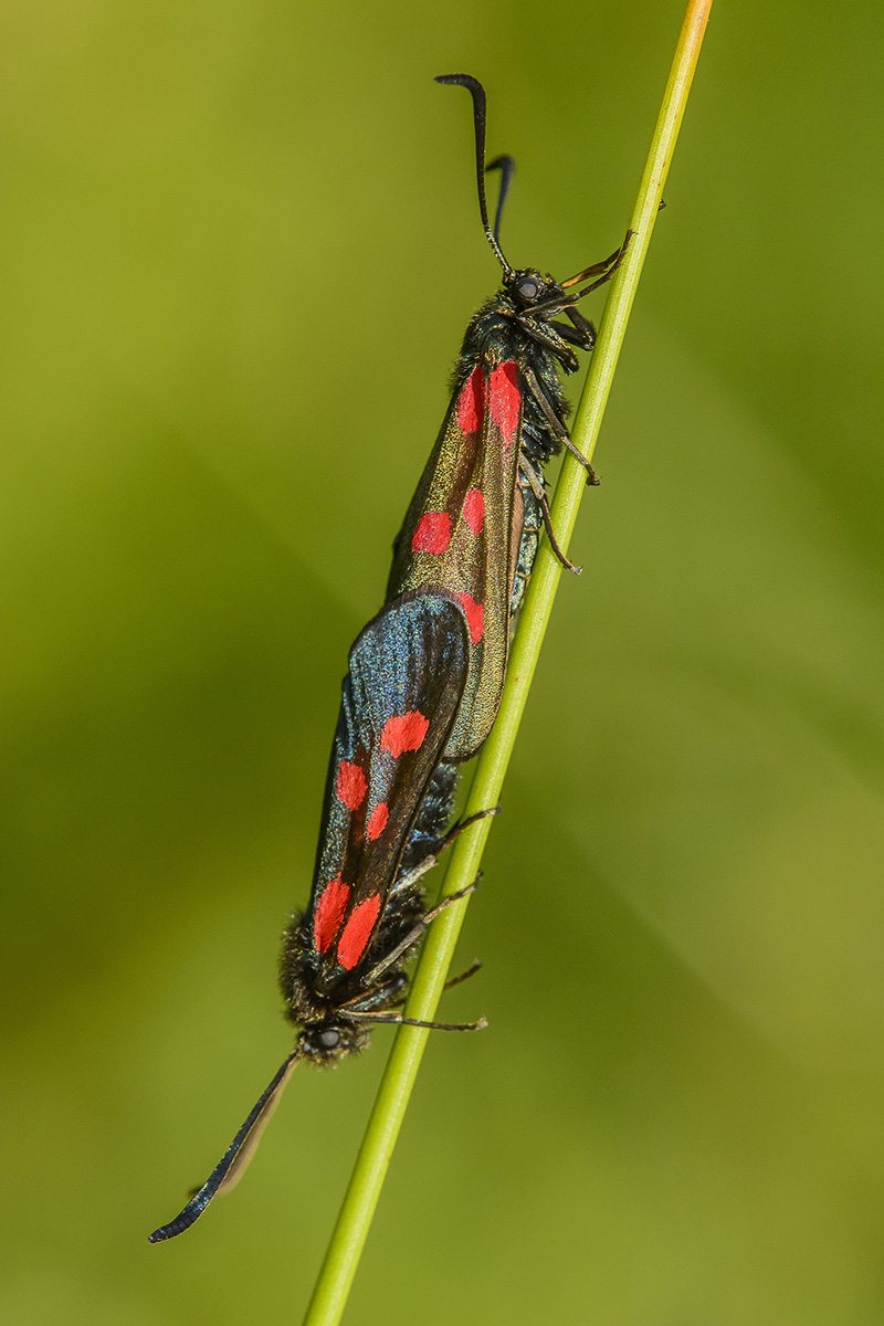 Widderchen Paarung