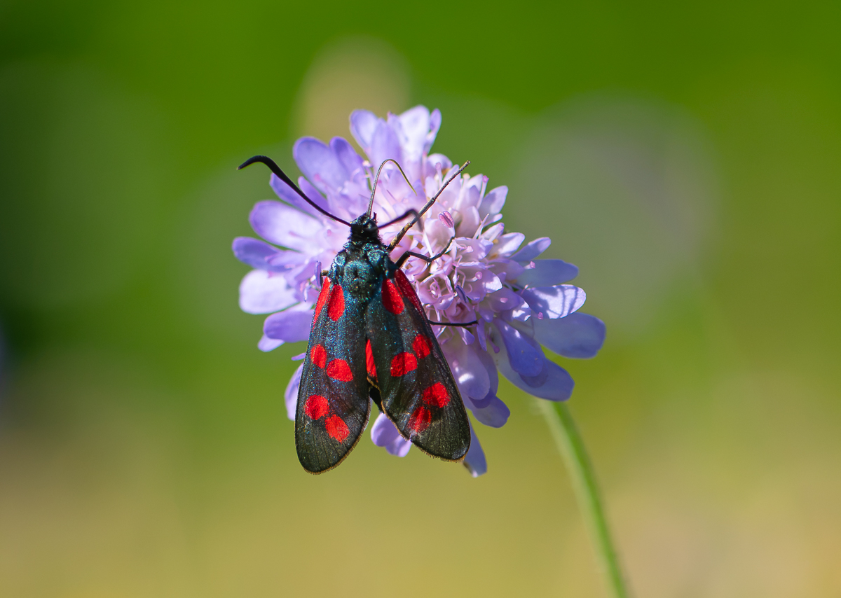 WidderchenAufKleeblume.jpg