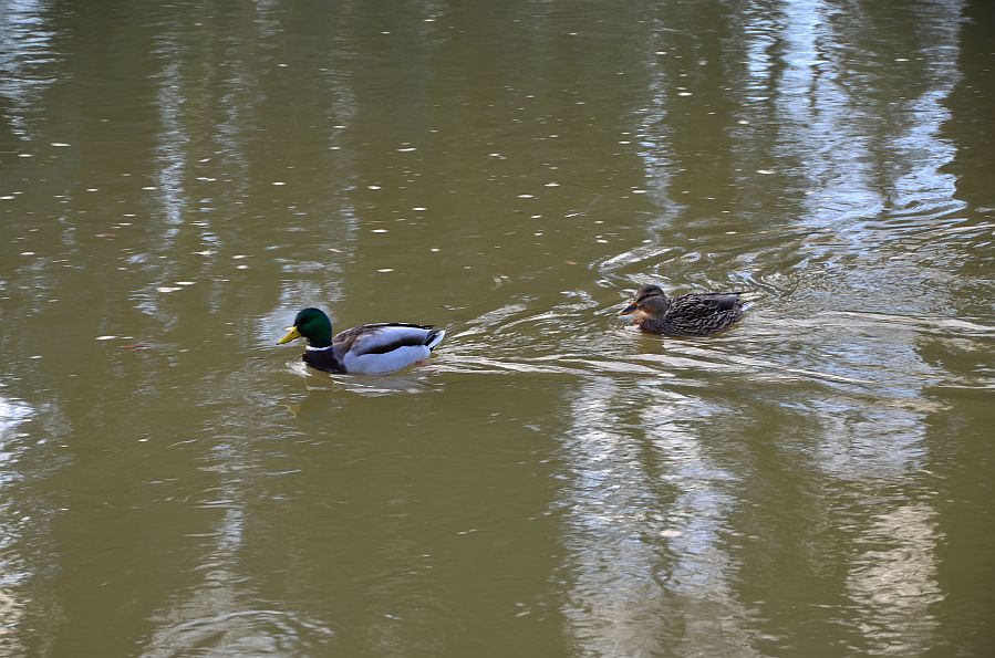 Wie bekomme ich die Enten Scharf?
