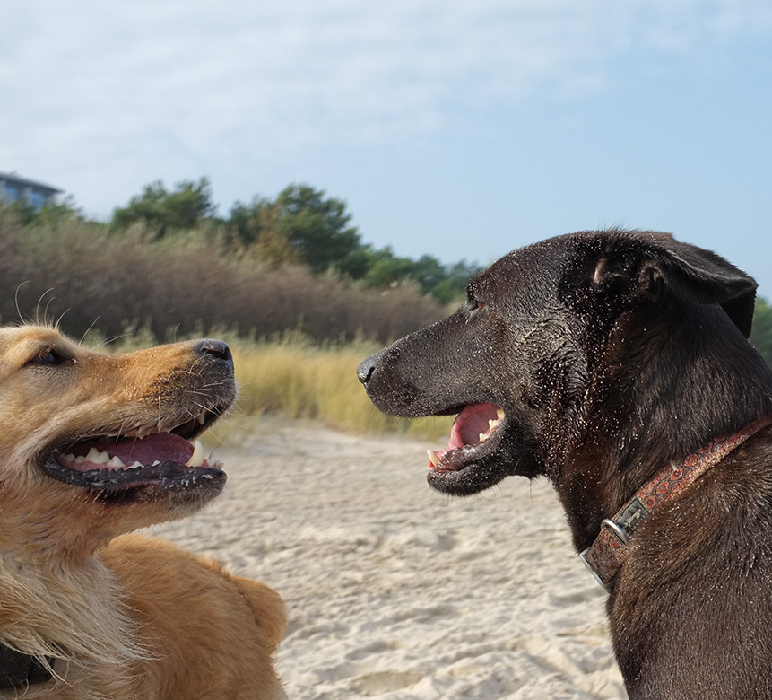 wie wars
