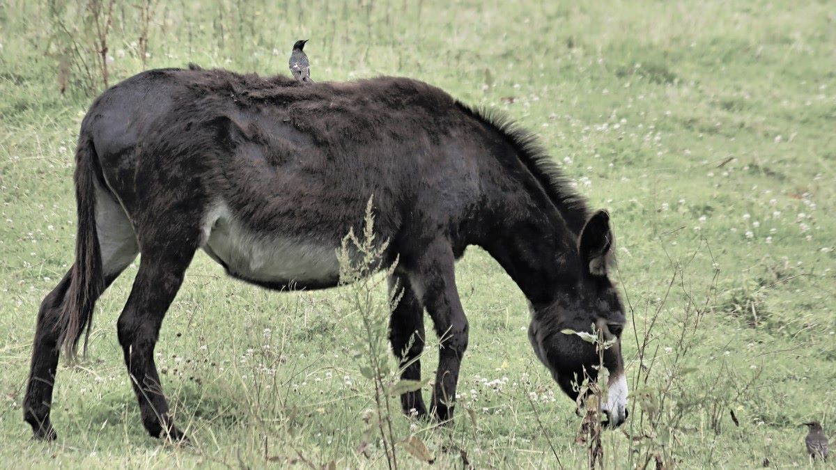 Wieder aufs falsche Pferd gesetzt....jpg