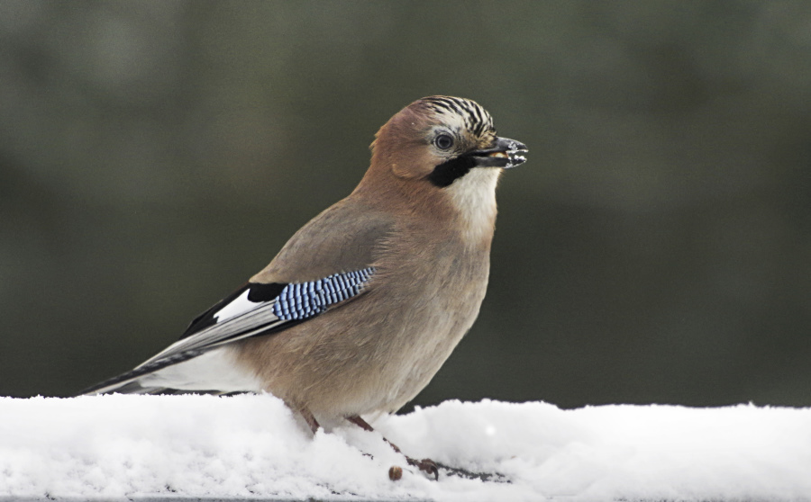 Wieder Schnee .jpg
