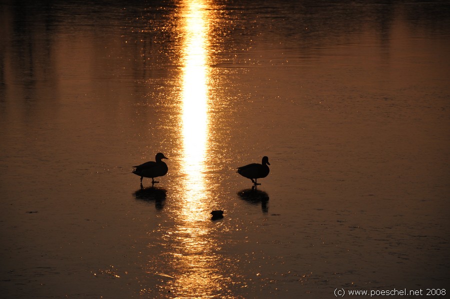 Wien, Erholungsgebiet Wienerberg, 2 Enten