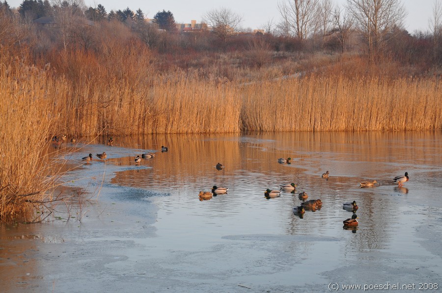 Wien, Erholungsgebiet Wienerberg, Schilf, Enten