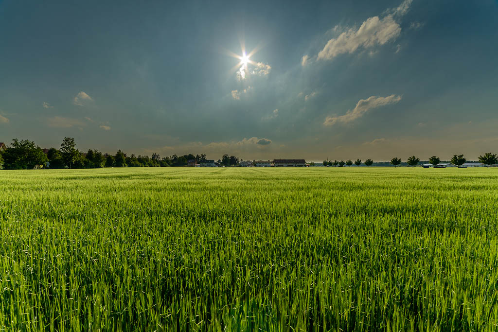 Wiese im Sonnenschein