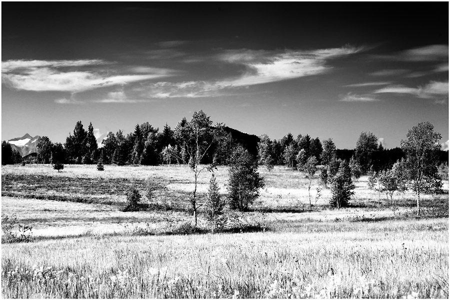 Wiese in IR