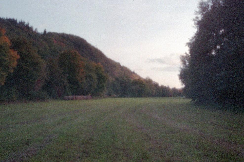 Wiese Koenen01