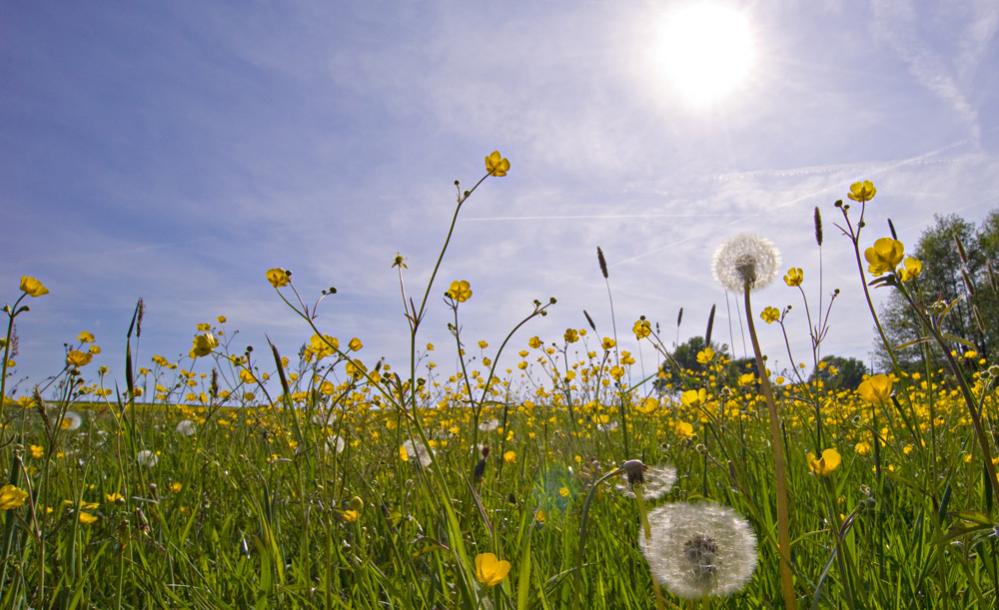 Wiese mit Sonne