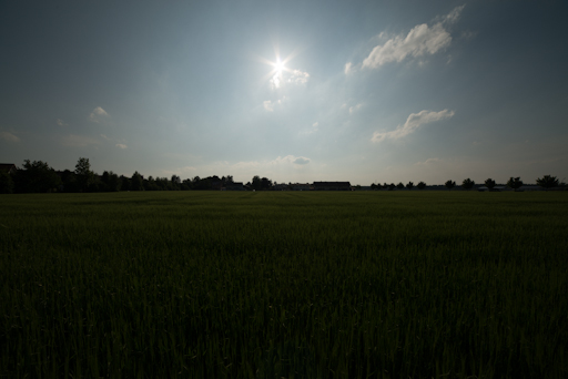 Wiese ohne Bearbeitung