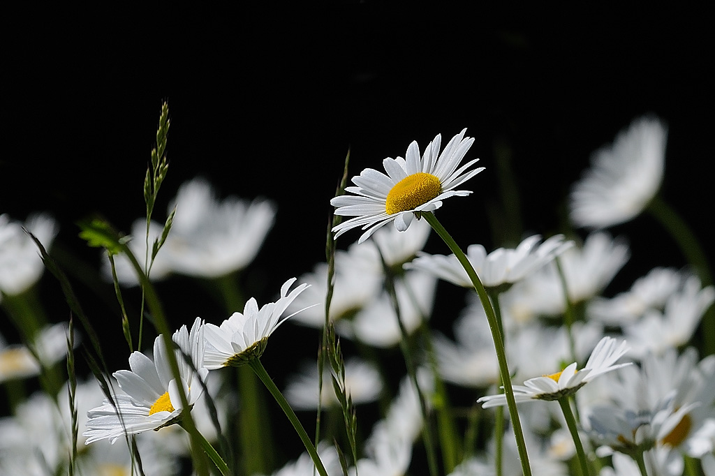 Wiese1