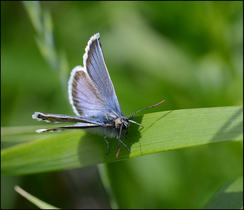 wiese2c