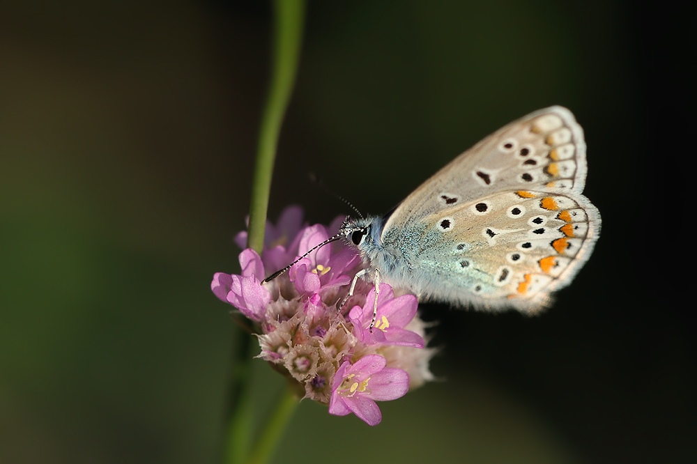 Wiesenbläuling