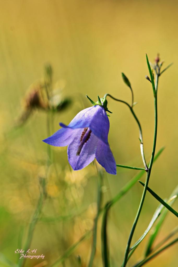 Wiesenblume