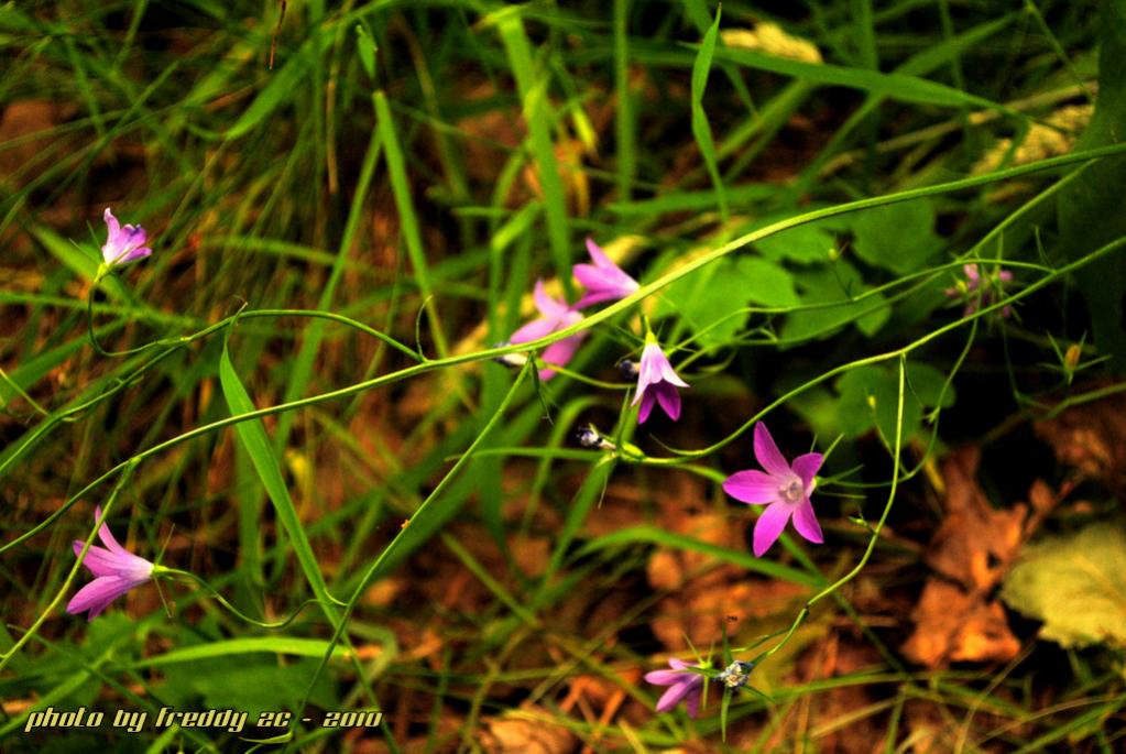 Wiesenblumen