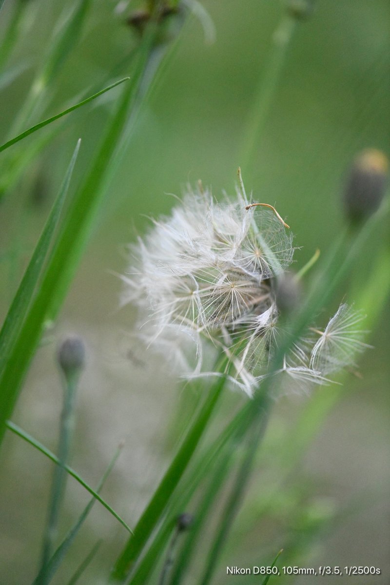 Wiesenbocksbart