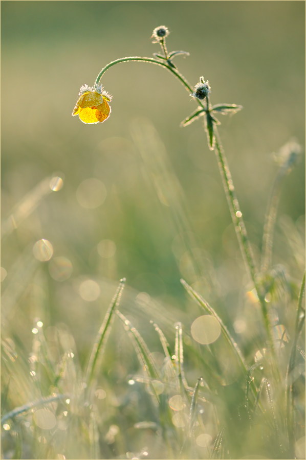 Wiesenimpression