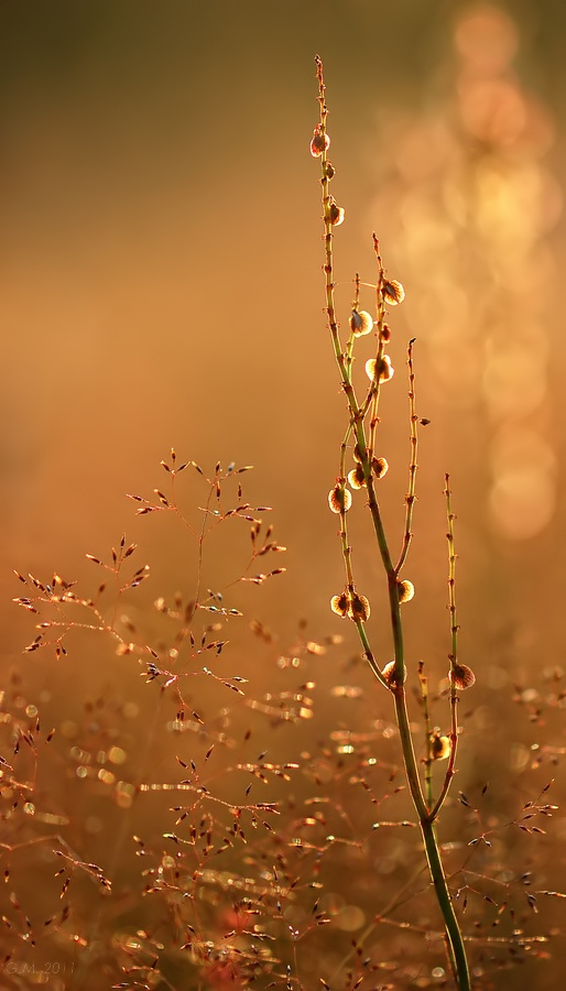 Wiesensauerampfer im Gegenlicht