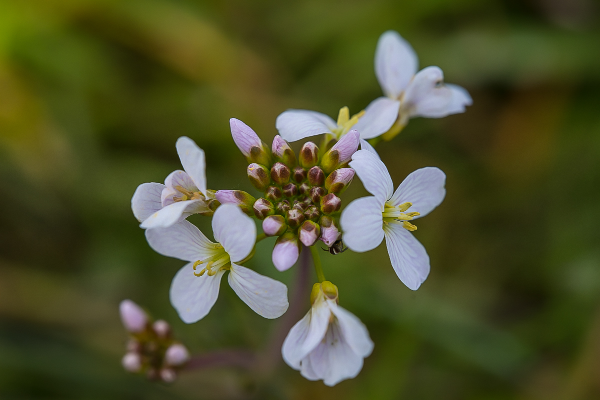 Wiesenschaumkraut 1 (1 von 1).jpg