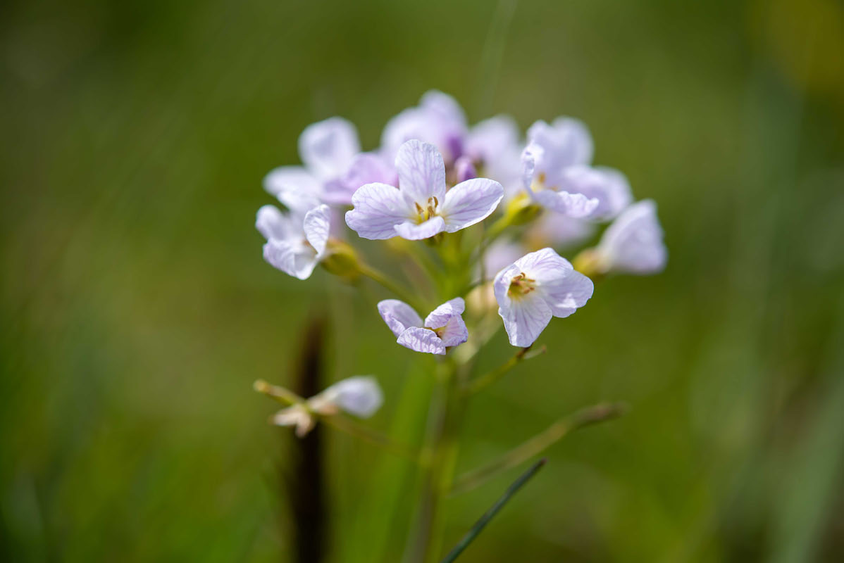 Wiesenschaumkraut.jpg