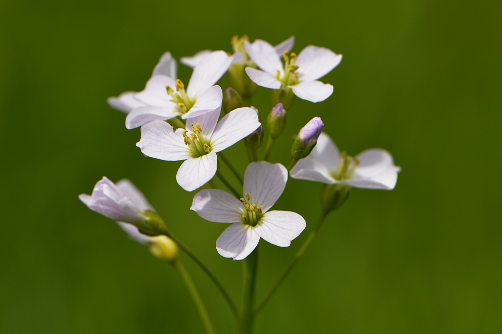 Wiesenschaumkraut