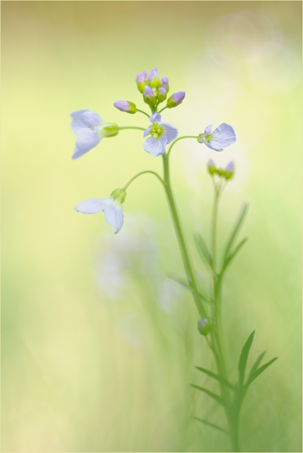 Wiesenschaumkraut
