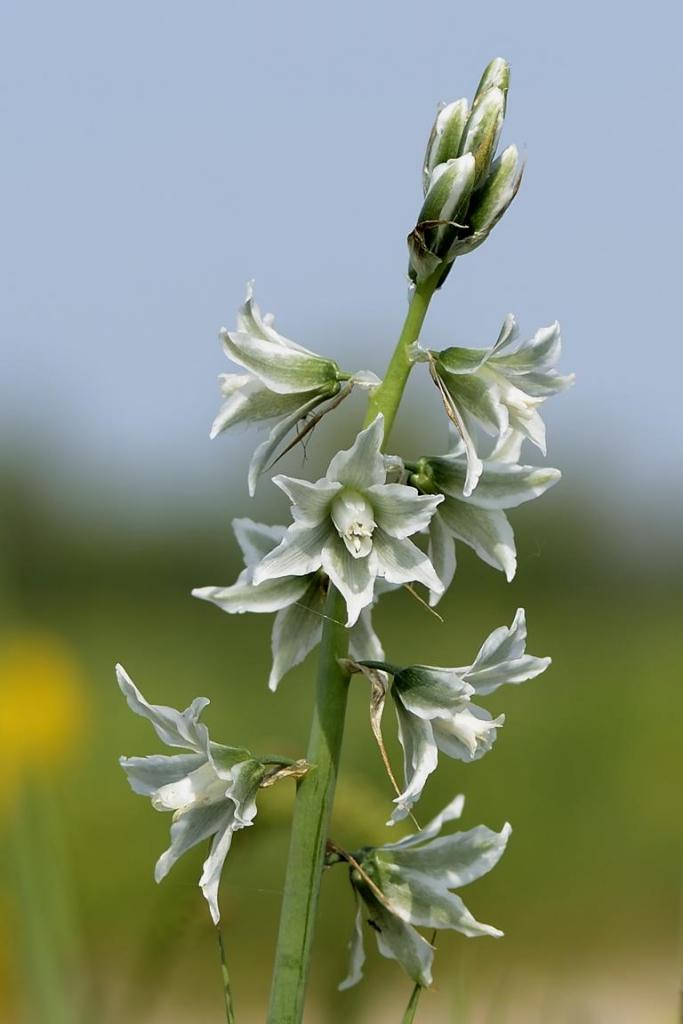 Wiesenschaumkraut