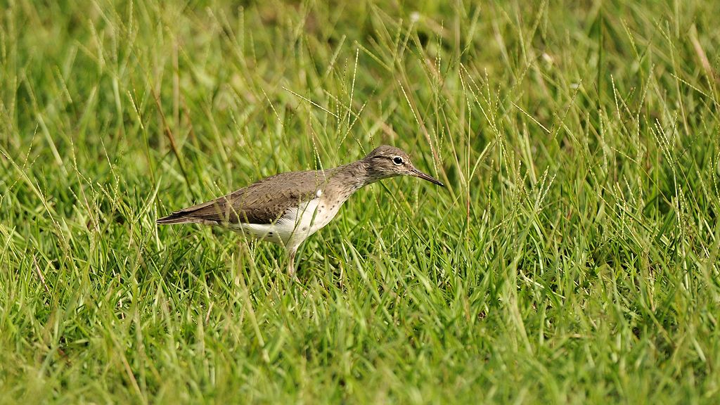 Wiesenstrandläufer (Least Sandpiper)
0649