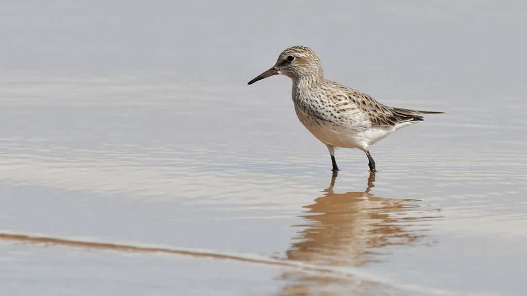 Wiesenstrandläufer (Least Sandpiper)
Bangara Island
9720
