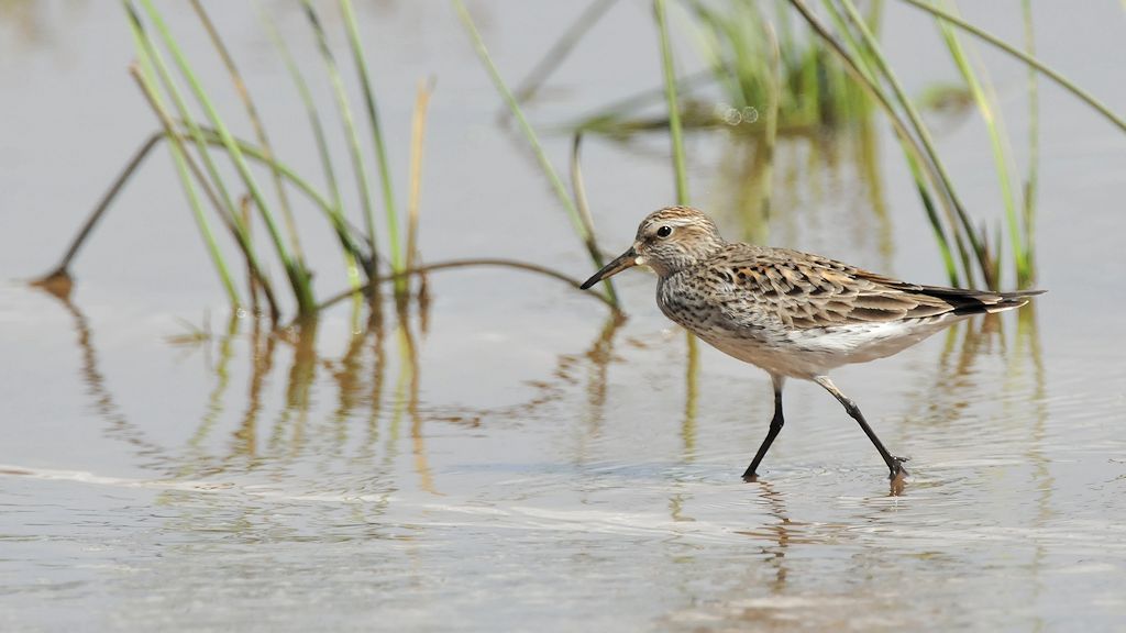 Wiesenstrandläufer (Least Sandpiper)
Bangara Island
9723