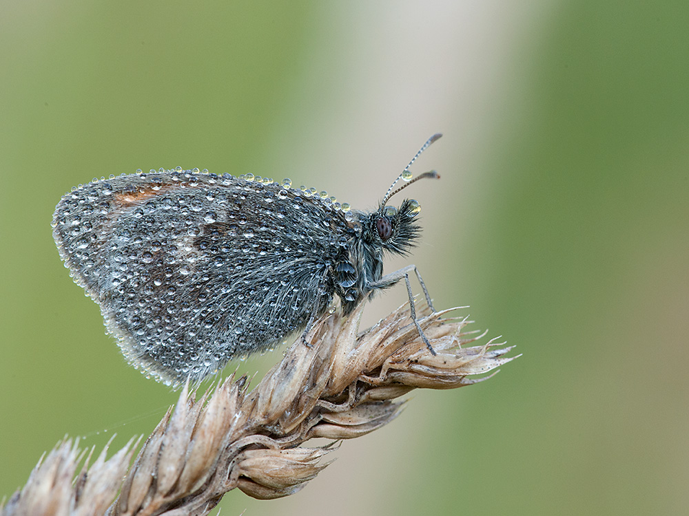 Wiesenvögelchen Kleines 2013 08 29 00