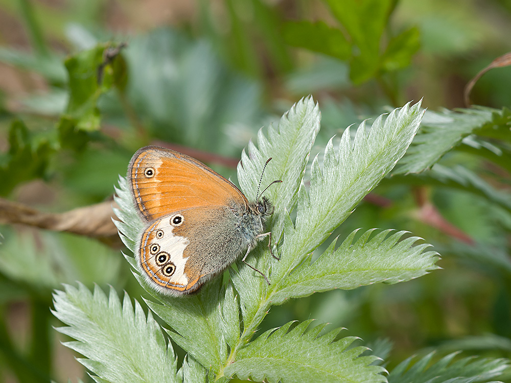Wiesenvögelchen Weißbindiges 01 2013 06 28