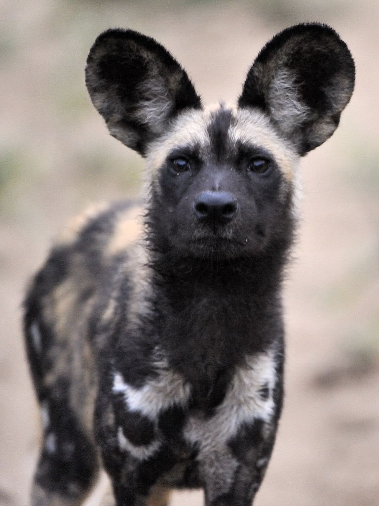 Wild Dog