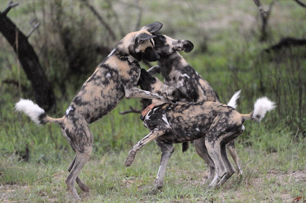Wild Dogs