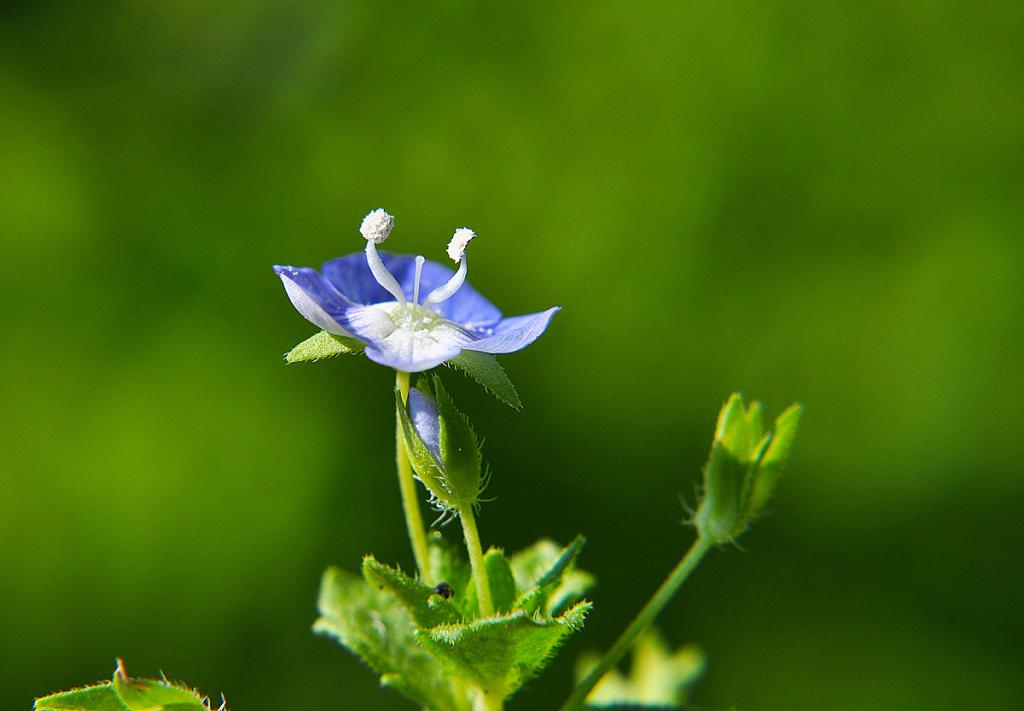Wildblume 02