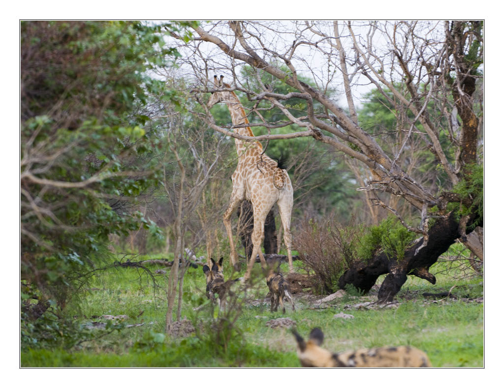 Wilddoggiraffe2