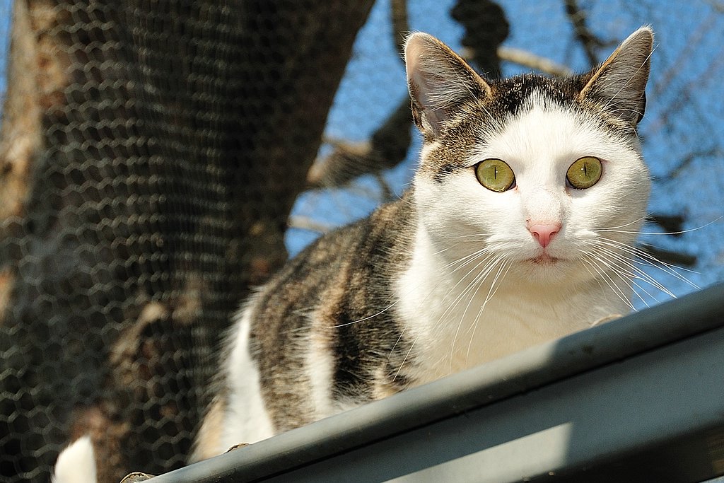 Wilde Freigänger-Katze im Katzenhaus