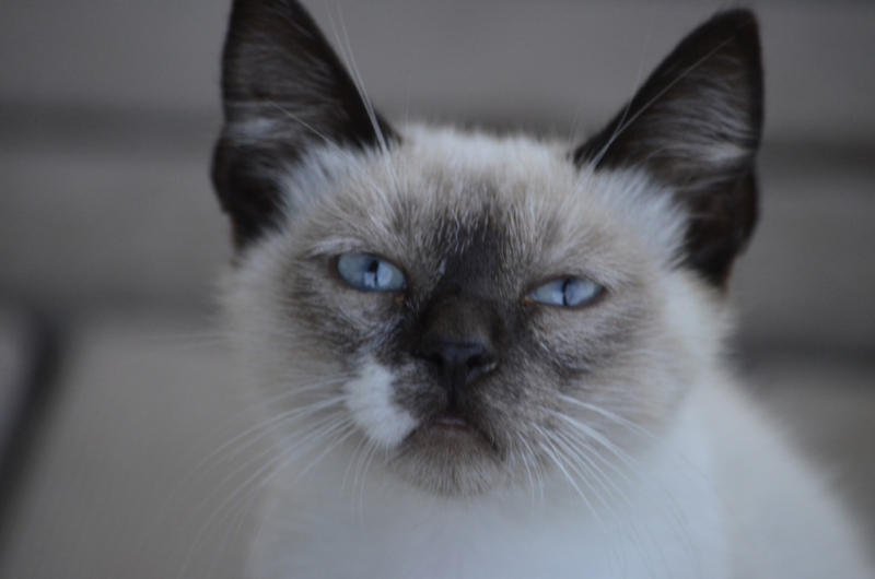 wilde Katze 2