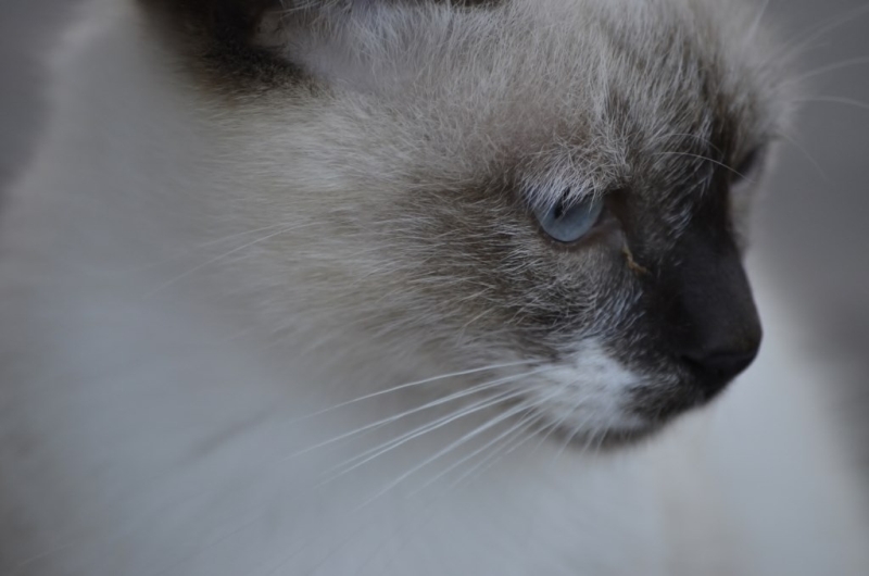 wilde Katze