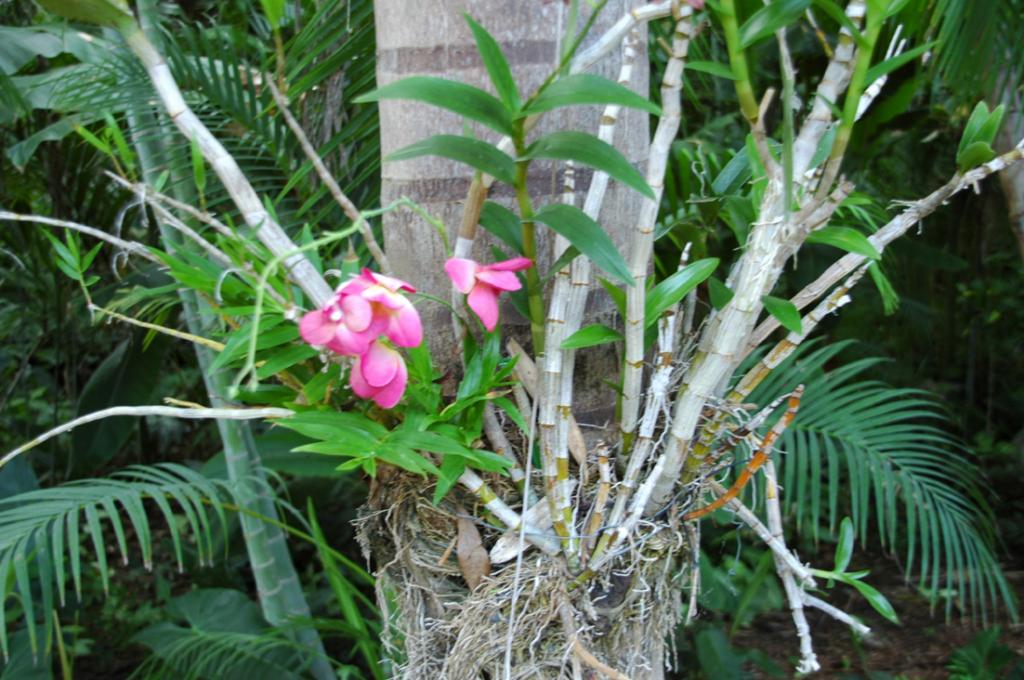 Wilde Orchide