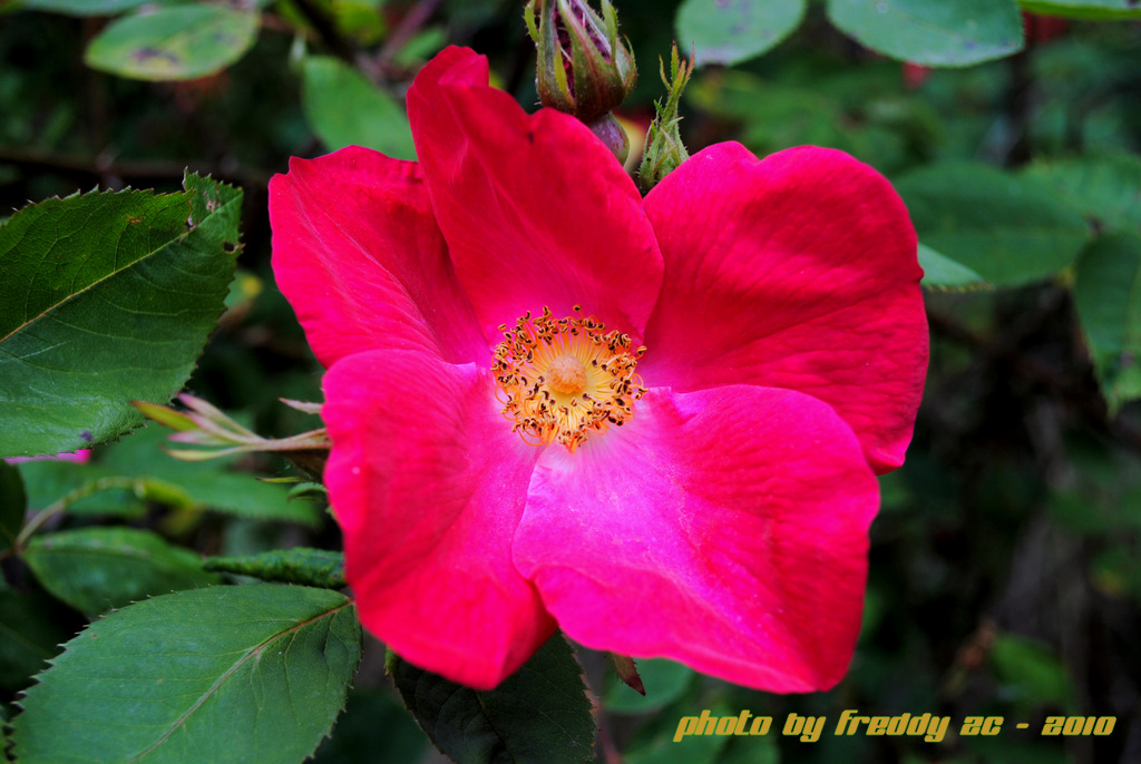 Wilde Rose
