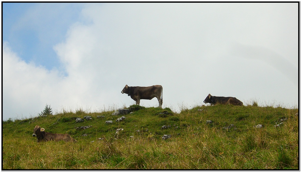 Wilde Tiere auf dem Gipfelgrat